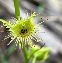 Drosera sp. (A Sundew) at Glenroy, NSW - 29 Aug 2024 by KL