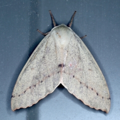 Arhodia lasiocamparia (Pink Arhodia) at Rosedale, NSW - 29 Aug 2024 by jb2602