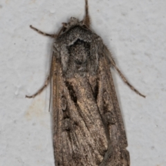 Agrotis munda (Brown Cutworm) at Melba, ACT - 30 Aug 2024 by kasiaaus