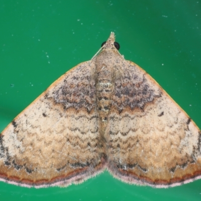 Chrysolarentia mecynata (Mecynata Carpet Moth) at Rosedale, NSW - 28 Aug 2024 by jb2602