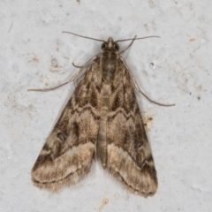 Hellula hydralis (Cabbage Centre Moth) at Melba, ACT - 30 Aug 2024 by kasiaaus