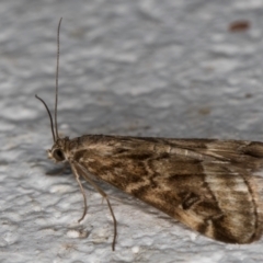 Hellula hydralis at Melba, ACT - 30 Aug 2024