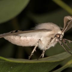 Gastrophora henricaria at Melba, ACT - 30 Aug 2024 10:08 PM