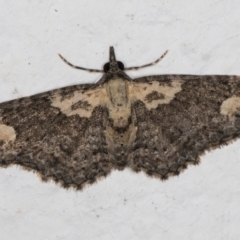 Pasiphilodes testulata (Pome looper) at Melba, ACT - 30 Aug 2024 by kasiaaus