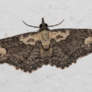 Pasiphilodes testulata at Melba, ACT - 30 Aug 2024 10:09 PM