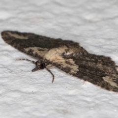 Pasiphilodes testulata at Melba, ACT - 30 Aug 2024 10:09 PM