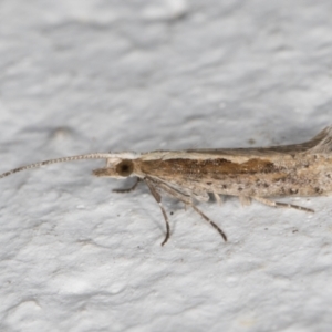 Plutella xylostella at Melba, ACT - 30 Aug 2024