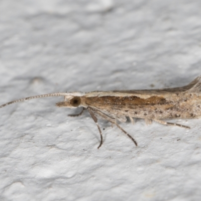 Plutella xylostella (Diamondback Moth) at Melba, ACT - 30 Aug 2024 by kasiaaus