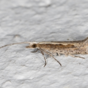 Plutella xylostella at Melba, ACT - 30 Aug 2024