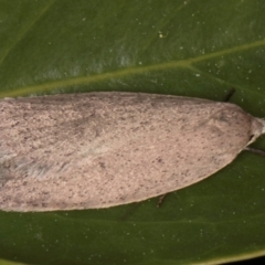 Chezala privatella (A Concealer moth) at Melba, ACT - 30 Aug 2024 by kasiaaus