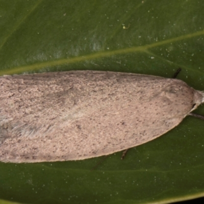 Chezala privatella (A Concealer moth) at Melba, ACT - 30 Aug 2024 by kasiaaus