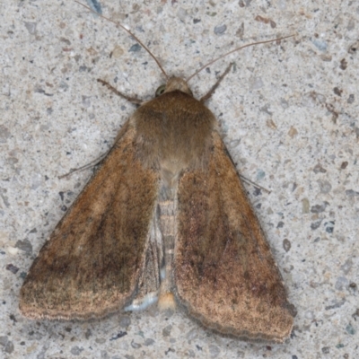 Helicoverpa (genus) (A bollworm) at Melba, ACT - 30 Aug 2024 by kasiaaus