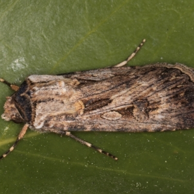 Agrotis munda (Brown Cutworm) at Melba, ACT - 30 Aug 2024 by kasiaaus