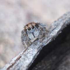 Maratus plumosus (Plumed Peacock Spider) at Cavan, NSW - 30 Aug 2024 by Harrisi