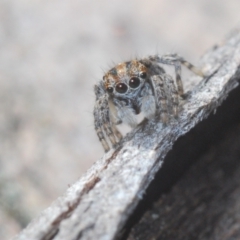 Maratus plumosus at Cavan, NSW - 30 Aug 2024 04:14 PM