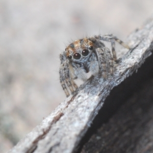 Maratus plumosus at Cavan, NSW - 30 Aug 2024 04:14 PM