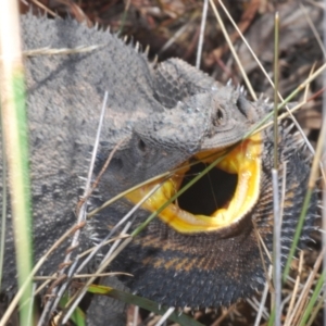 Pogona barbata at Yarralumla, ACT - 30 Aug 2024