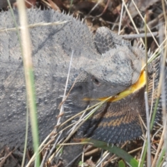 Pogona barbata at Yarralumla, ACT - 30 Aug 2024