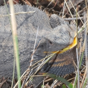 Pogona barbata at Yarralumla, ACT - 30 Aug 2024