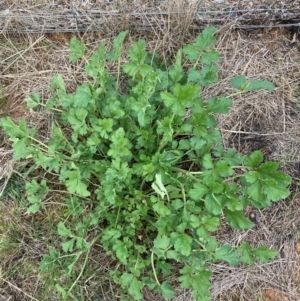 Erodium crinitum at Watson, ACT - 30 Aug 2024