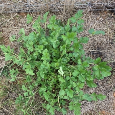 Erodium crinitum (Native Crowfoot) at Watson, ACT - 30 Aug 2024 by waltraud