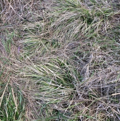 Nassella neesiana (Chilean Needlegrass) at Watson, ACT - 30 Aug 2024 by waltraud