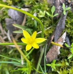 Pauridia glabella (Tiny Stars, Star Grass) at Rye Park, NSW - 19 Aug 2024 by JaneR