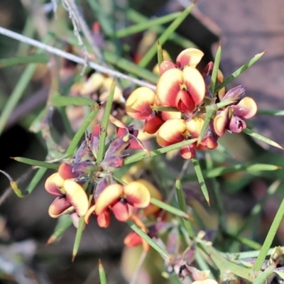 Daviesia genistifolia (Broom Bitter Pea) at Wodonga, VIC - 30 Aug 2024 by KylieWaldon