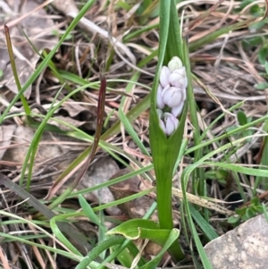 Wurmbea dioica subsp. dioica at Rye Park, NSW - 19 Aug 2024 02:59 PM