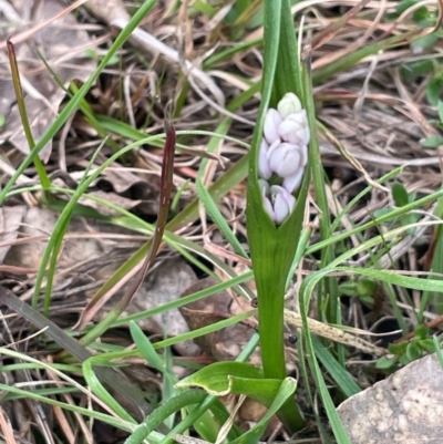 Wurmbea dioica subsp. dioica (Early Nancy) at Rye Park, NSW - 19 Aug 2024 by JaneR