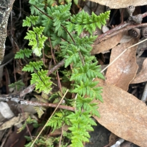 Cheilanthes distans at Rye Park, NSW - 19 Aug 2024 02:43 PM