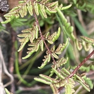 Cheilanthes distans at Rye Park, NSW - 19 Aug 2024 02:43 PM