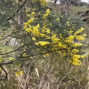 Acacia dealbata subsp. dealbata at Rye Park, NSW - 19 Aug 2024 02:30 PM