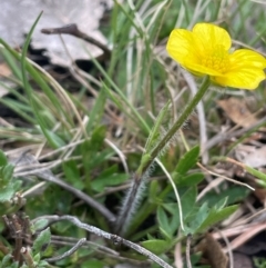 Ranunculus lappaceus (Australian Buttercup) at Rye Park, NSW - 19 Aug 2024 by JaneR