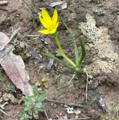 Hypoxis hygrometrica var. hygrometrica (Golden Weather-grass) at Rye Park, NSW - 19 Aug 2024 by JaneR