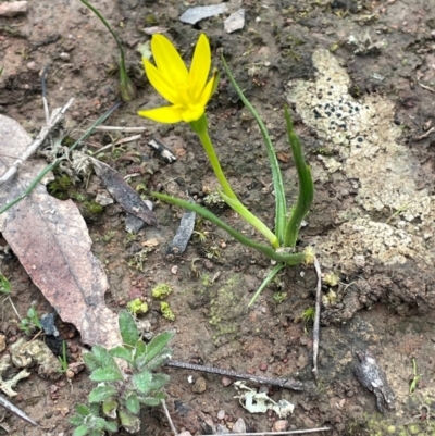 Hypoxis hygrometrica var. hygrometrica (Golden Weather-grass) at Rye Park, NSW - 19 Aug 2024 by JaneR