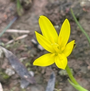 Hypoxis hygrometrica var. hygrometrica at Rye Park, NSW - 19 Aug 2024 02:58 PM