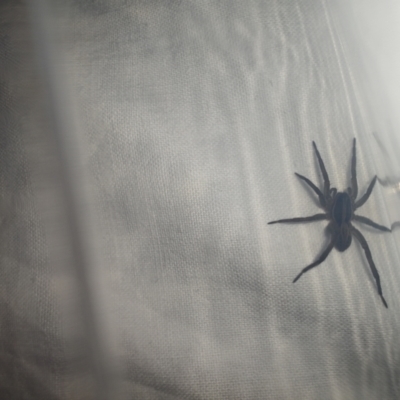 Unverified Wolf spider (Lycosidae) at Teralba, NSW - 30 Aug 2024 by LyndalT