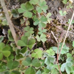 Oxalis rubens at Surf Beach, NSW - 25 Aug 2024 02:58 PM