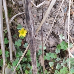 Oxalis rubens at Surf Beach, NSW - 25 Aug 2024 02:58 PM
