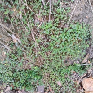 Oxalis rubens at Surf Beach, NSW - 25 Aug 2024 02:58 PM