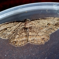 Ectropis excursaria (Common Bark Moth) at Hughes, ACT - 30 Aug 2024 by LisaH