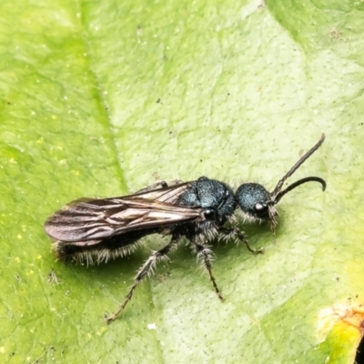 Mutillidae (family) at Mogo, NSW - 30 Aug 2024 by Roger