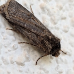 Agrotis munda (Brown Cutworm) at Watson, ACT - 31 Aug 2024 by AniseStar