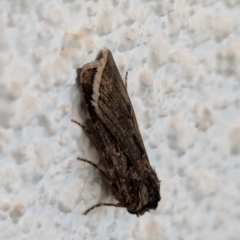 Agrotis munda at Watson, ACT - 31 Aug 2024