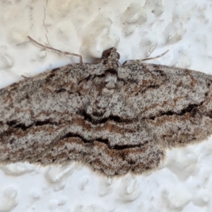 Didymoctenia exsuperata at Watson, ACT - 31 Aug 2024