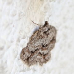 Didymoctenia exsuperata at Watson, ACT - 31 Aug 2024