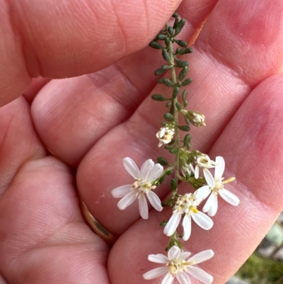 Olearia microphylla (Olearia) at Cook, ACT - 31 Aug 2024 by lbradley