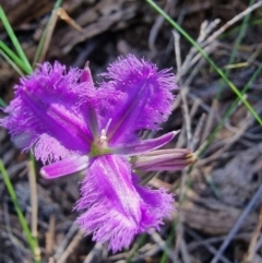 Thysanotus juncifolius (Branching Fringe Lily) at Tathra, NSW - 31 Aug 2024 by MattYoung