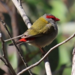 Neochmia temporalis (Red-browed Finch) at Cook, ACT - 31 Aug 2024 by lbradley